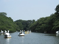 井の頭公園.jpg